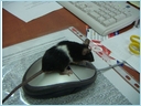 [mysz na myszy..jpg]