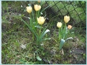 [tulipany%20botaniczne.JPG]