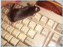 [mysz komputero..JPG]